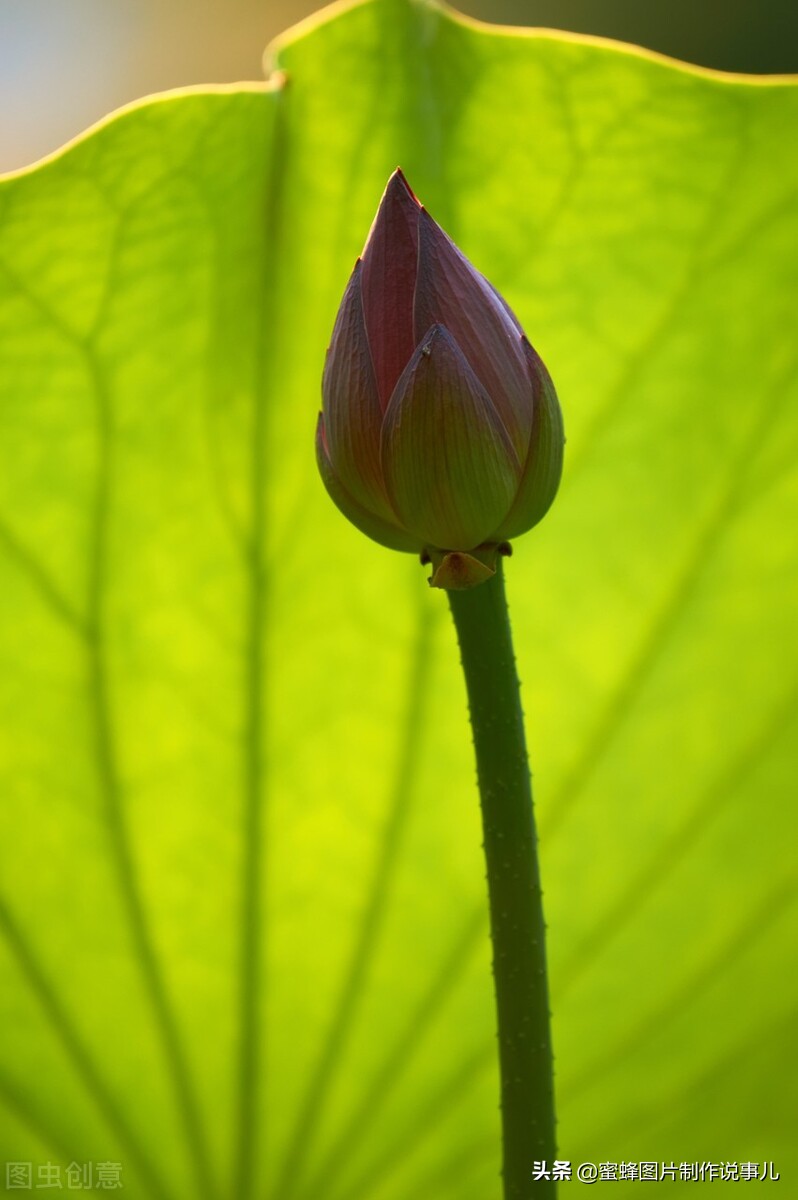 出淤泥而不染濯清涟而不妖深意,出淤泥而不染濯清涟而不妖相似词