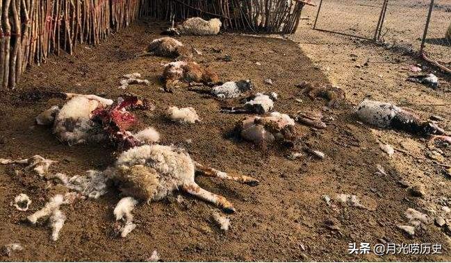 狼人事件的真正原因,狼人的真实事件狼人遇到了什么