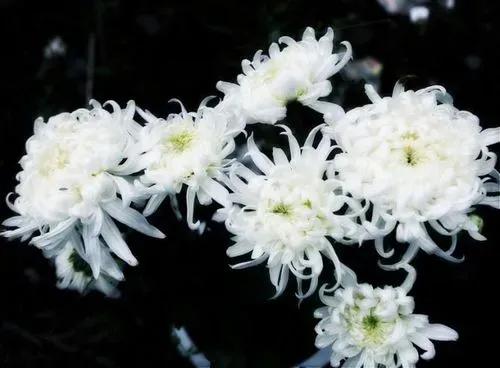 雪的记忆图片,一场雪的记忆