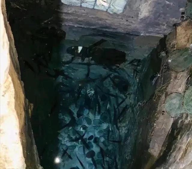 老人因为一个梦就挖出地下鱼泉,老汉因梦在自家挖到神奇鱼泉