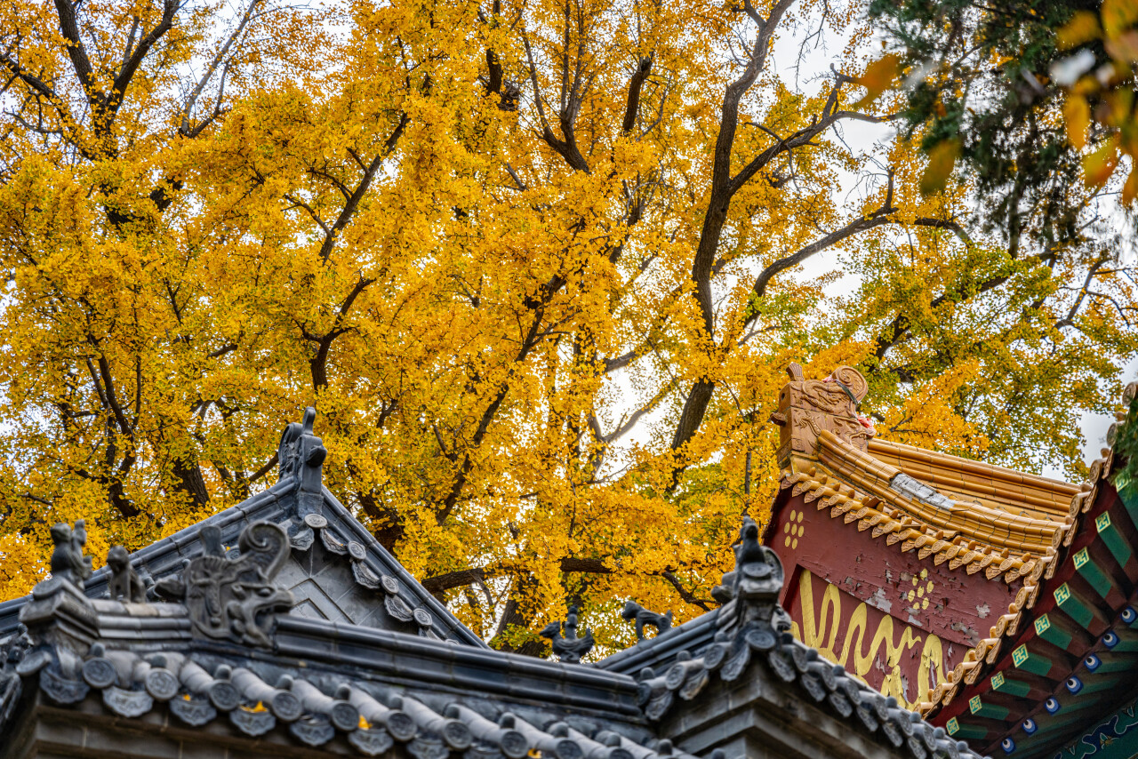 济南赏秋,秋天济南去哪里赏秋最好