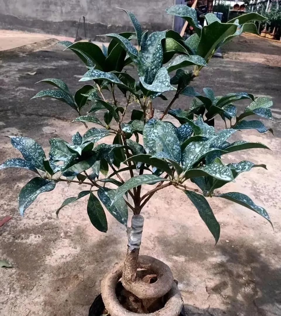 什么花好养又杀菌生根,什么花最香最好养又耐阴