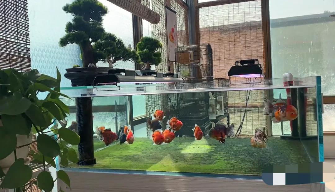 家里养金鱼经常死是什么原因,家里养金鱼是养单数还是双数