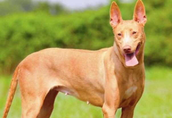 公认最爱干净的狗狗,世界公认十大新手最好养的狗狗