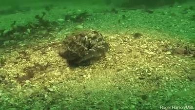 章鱼是外星生物吗,章鱼是外星生物吗完整解说