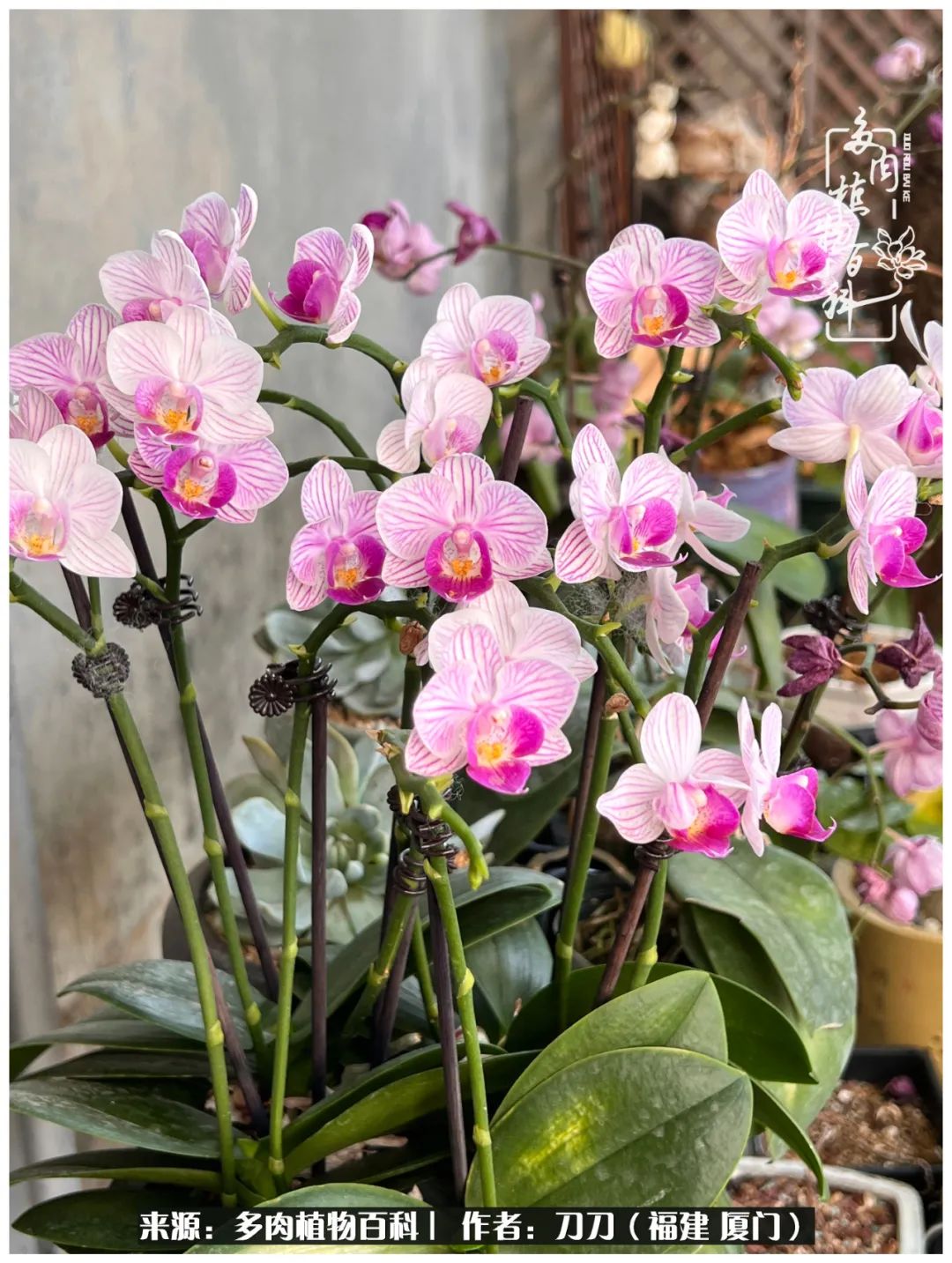 多肉夏季不好养品种有哪些,高花盆为什么养不好多肉