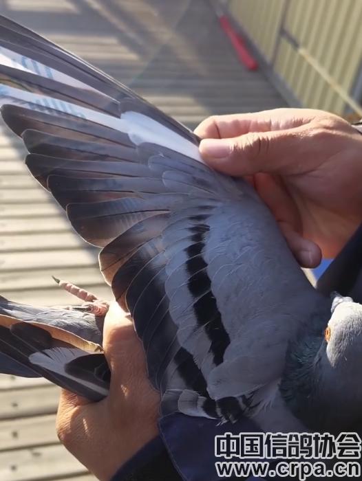 高分速高归巢！“世界杯”唐山阳光站第四关500公里比赛圆满收官