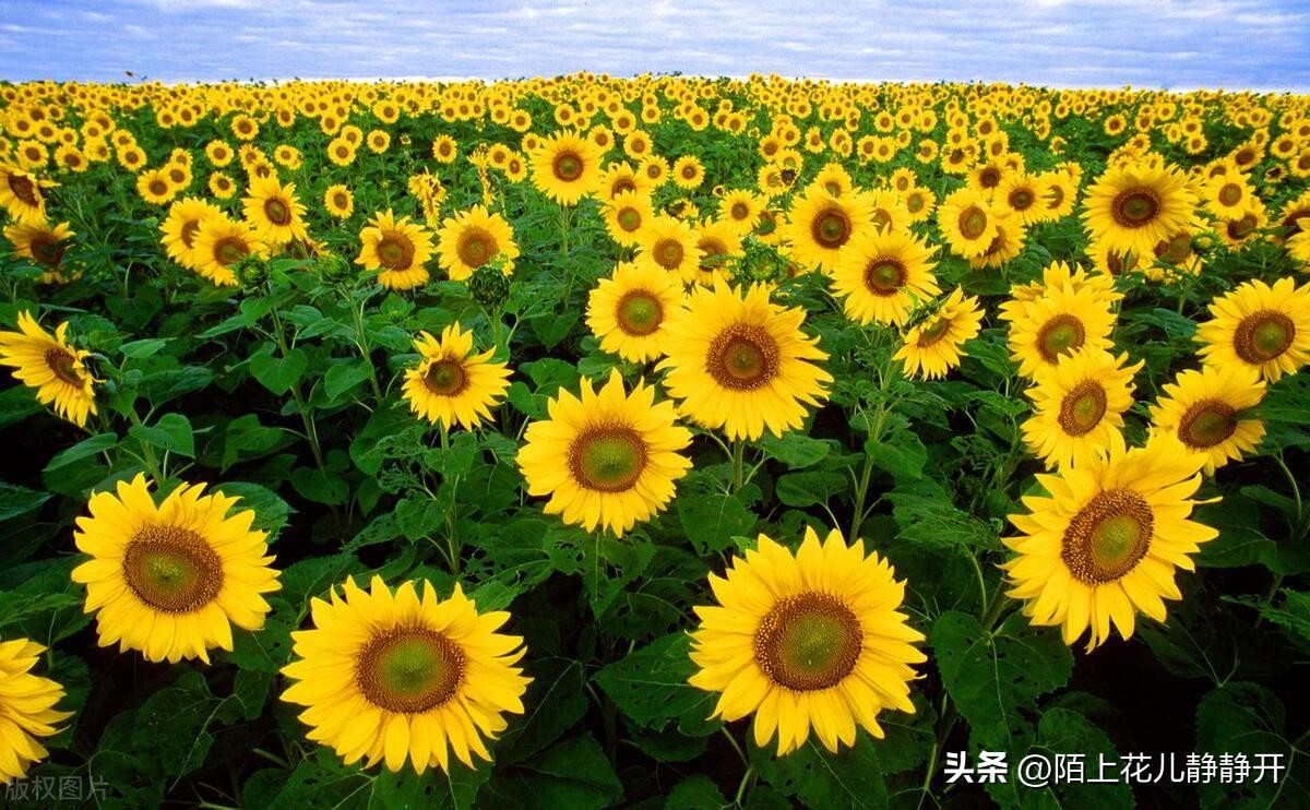 你喜欢夏天的哪些花,夏天盛开的花是什么花