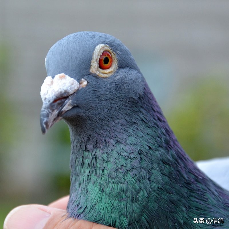 铁鹰第四关赛事直播,铁鹰四关飞翔