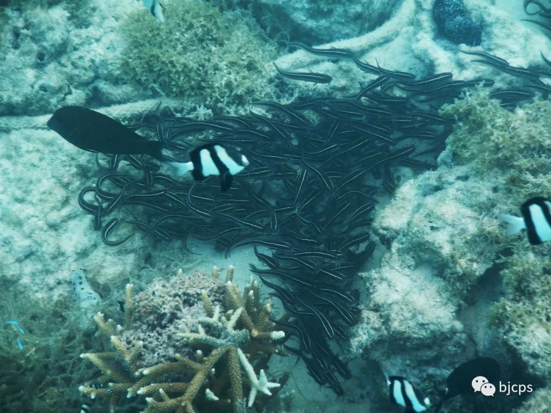 塞班岛为什么免签,塞班岛免签政策45天还是14天