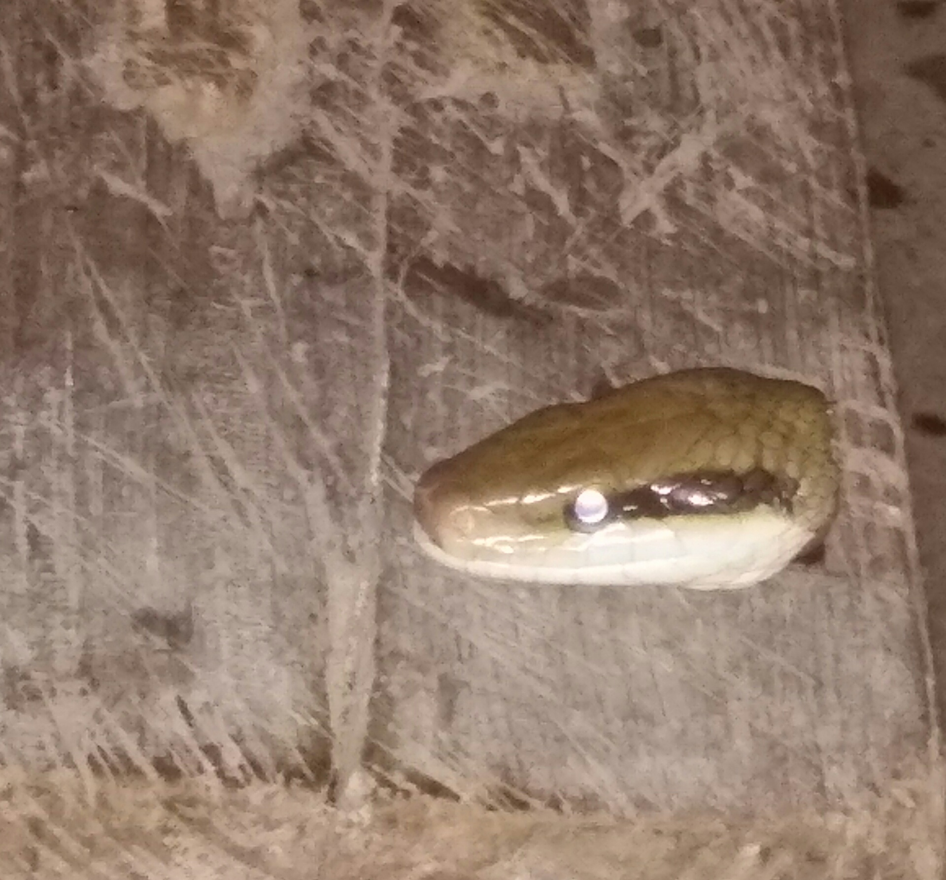 美一男子斩下蛇头,十分钟后险些被蛇头咬死,蛇头为何能僵而不死