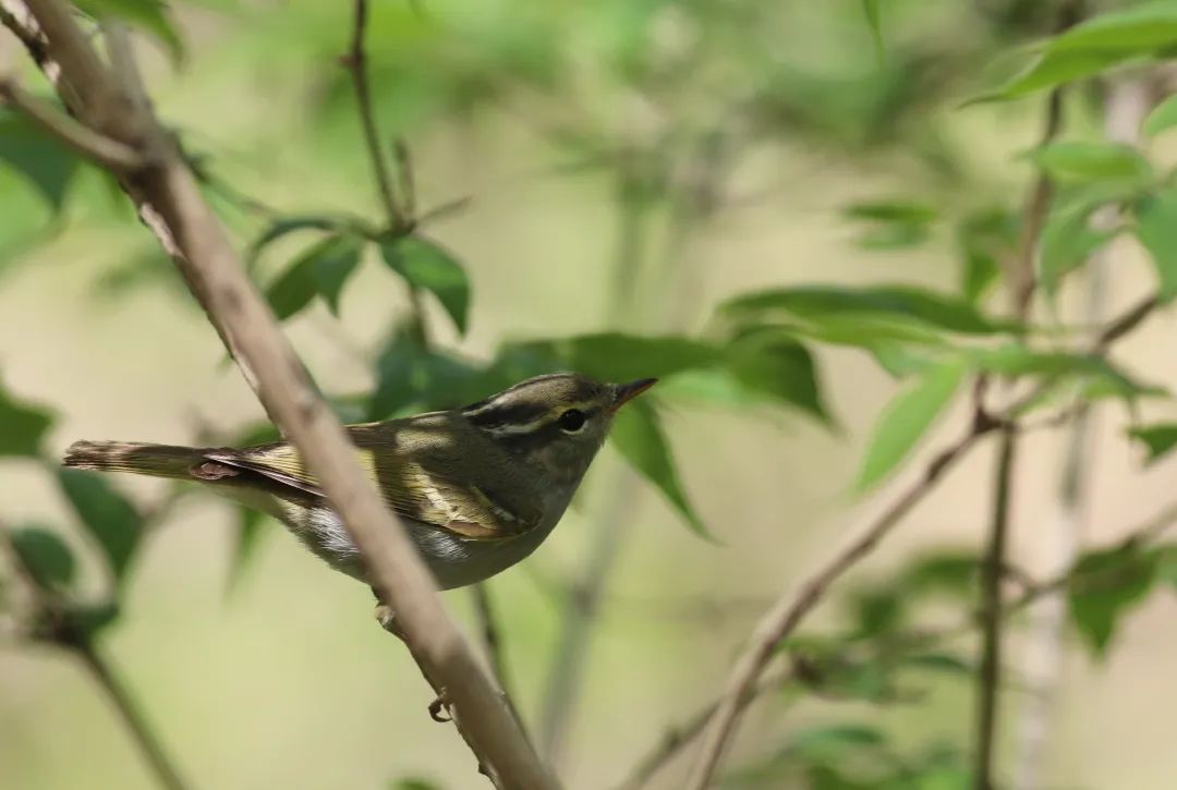 师大寻鸟记，这些小可爱，你都见过吗？