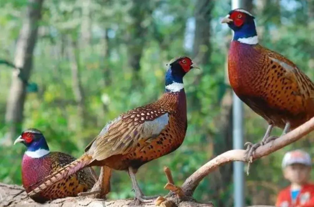 动物受伤和人恢复一样吗,动物生病了自己会治疗吗