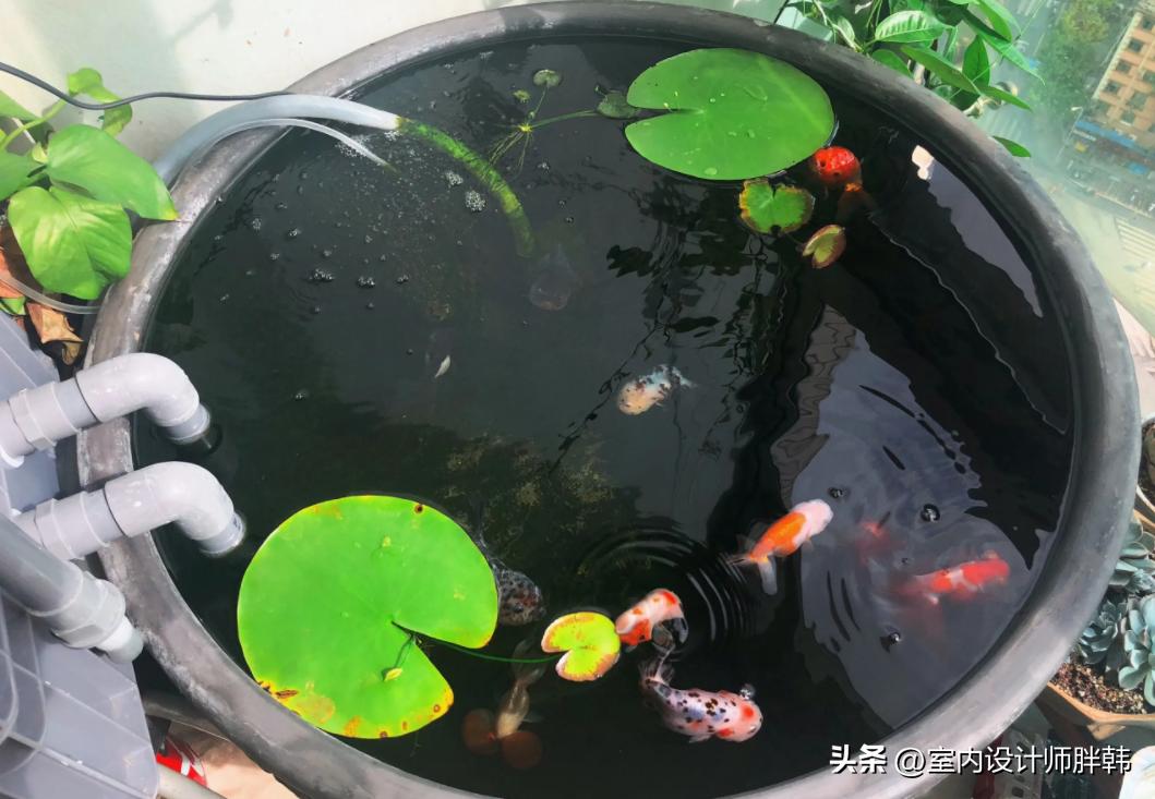 门前五树代表什么,五树进宅指的是哪五树