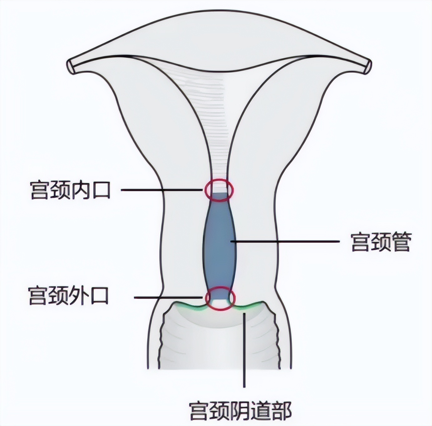 宫颈结构及功效,宫颈异常的十个表现