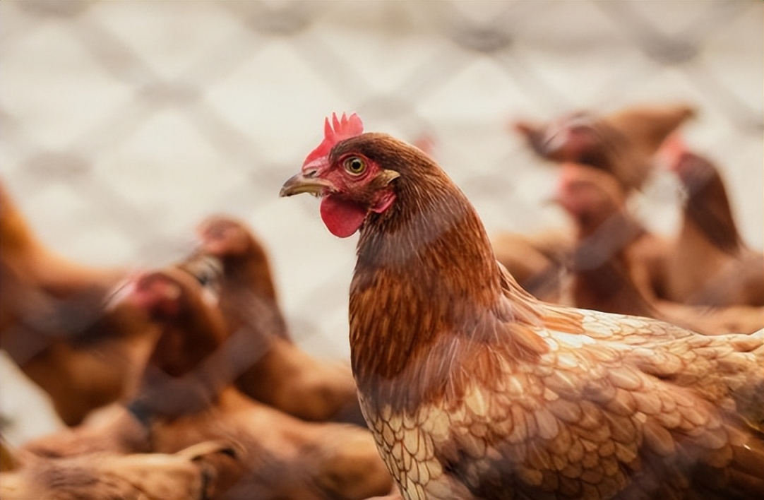 农业产业周报|老乡鸡、洪九果品、双汇发展、荃银高科最新动态