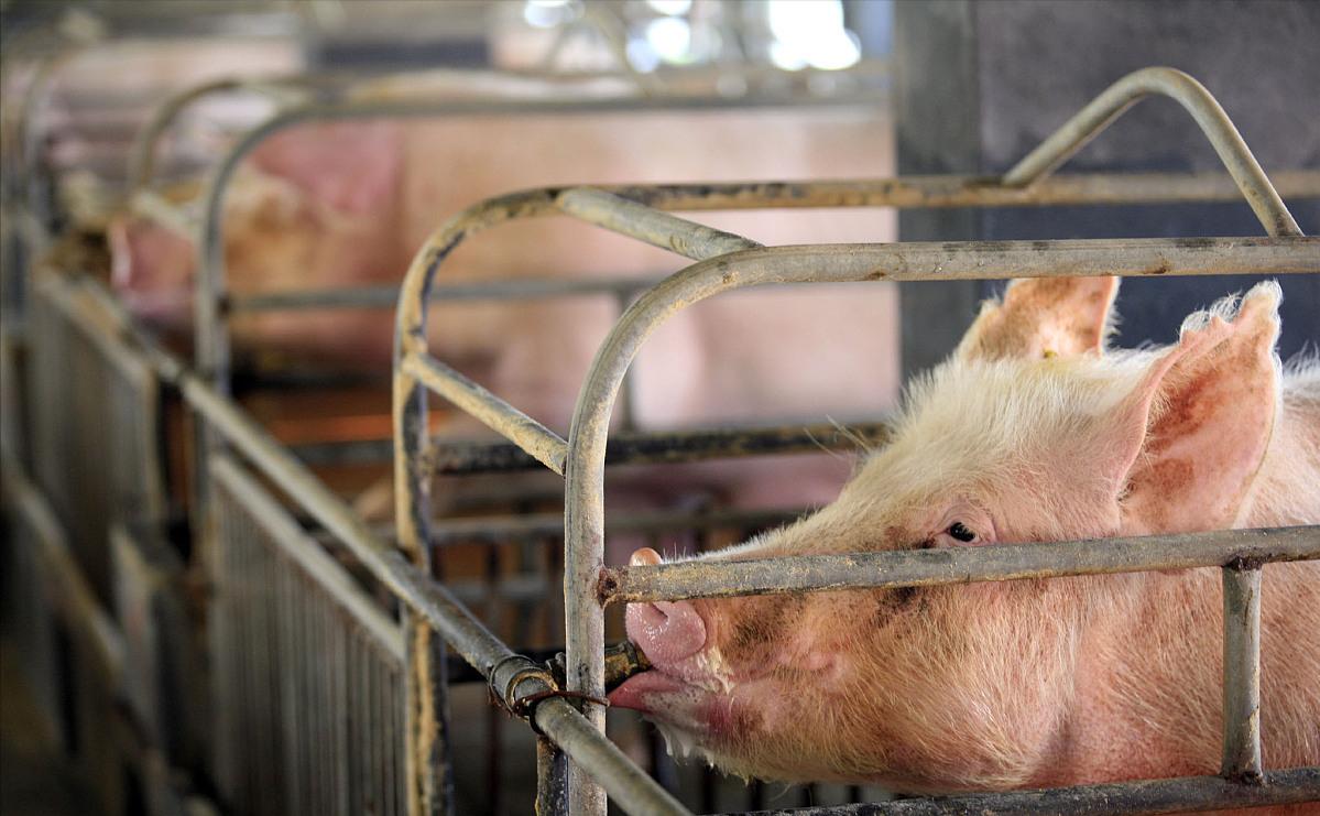 2023今日油价92汽油价会下调吗,国内油价或将迎今日油价上调