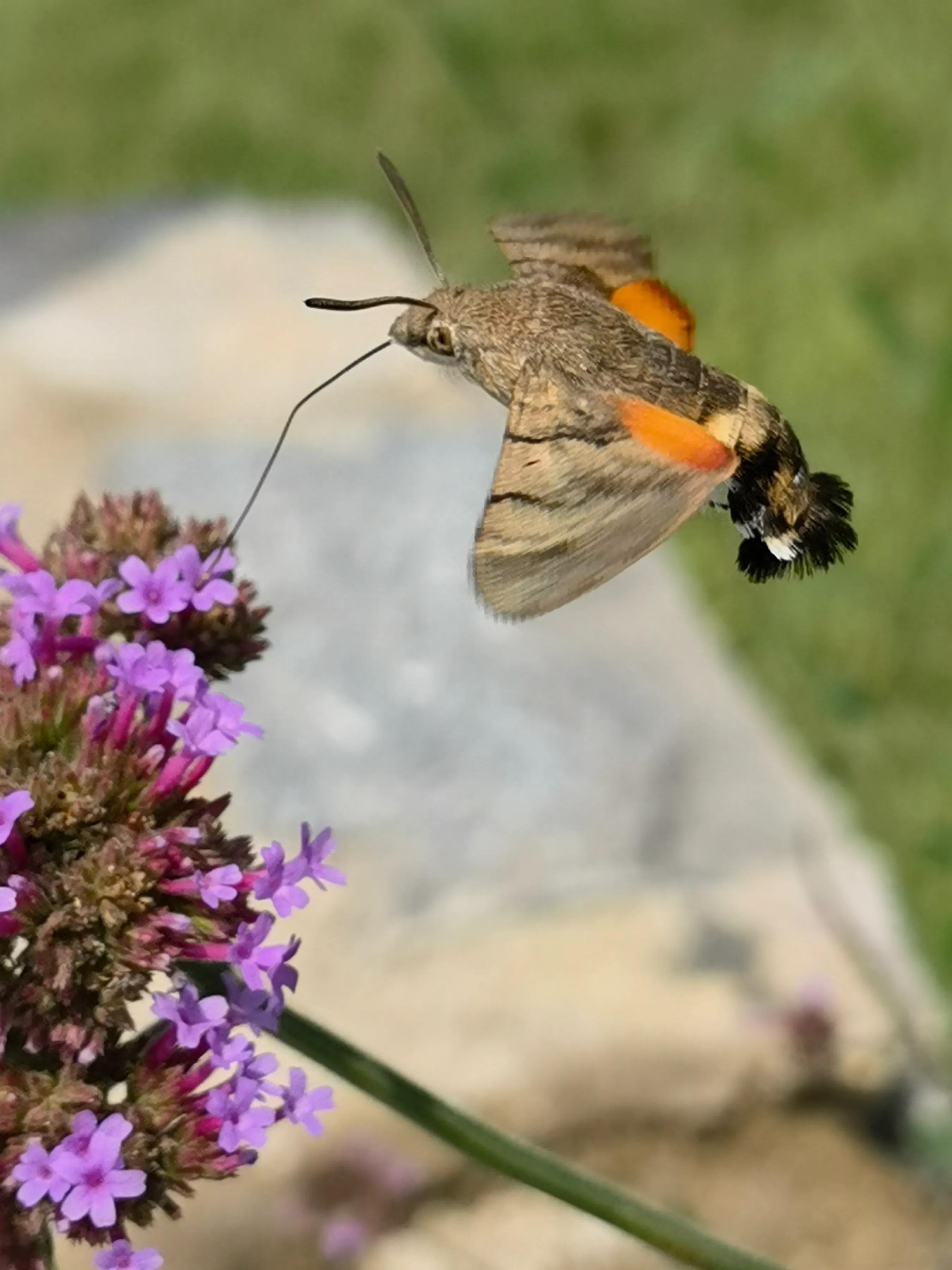 鎵嬫媿涓栫晫鎽勫奖浜ゆ祦骞冲彴,鎵嬫媿涓栫晫鎵嬫満鎽勫奖骞冲彴