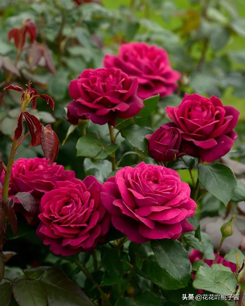 耐阴的月季花品种推荐,抗晒花不散的四季开花月季