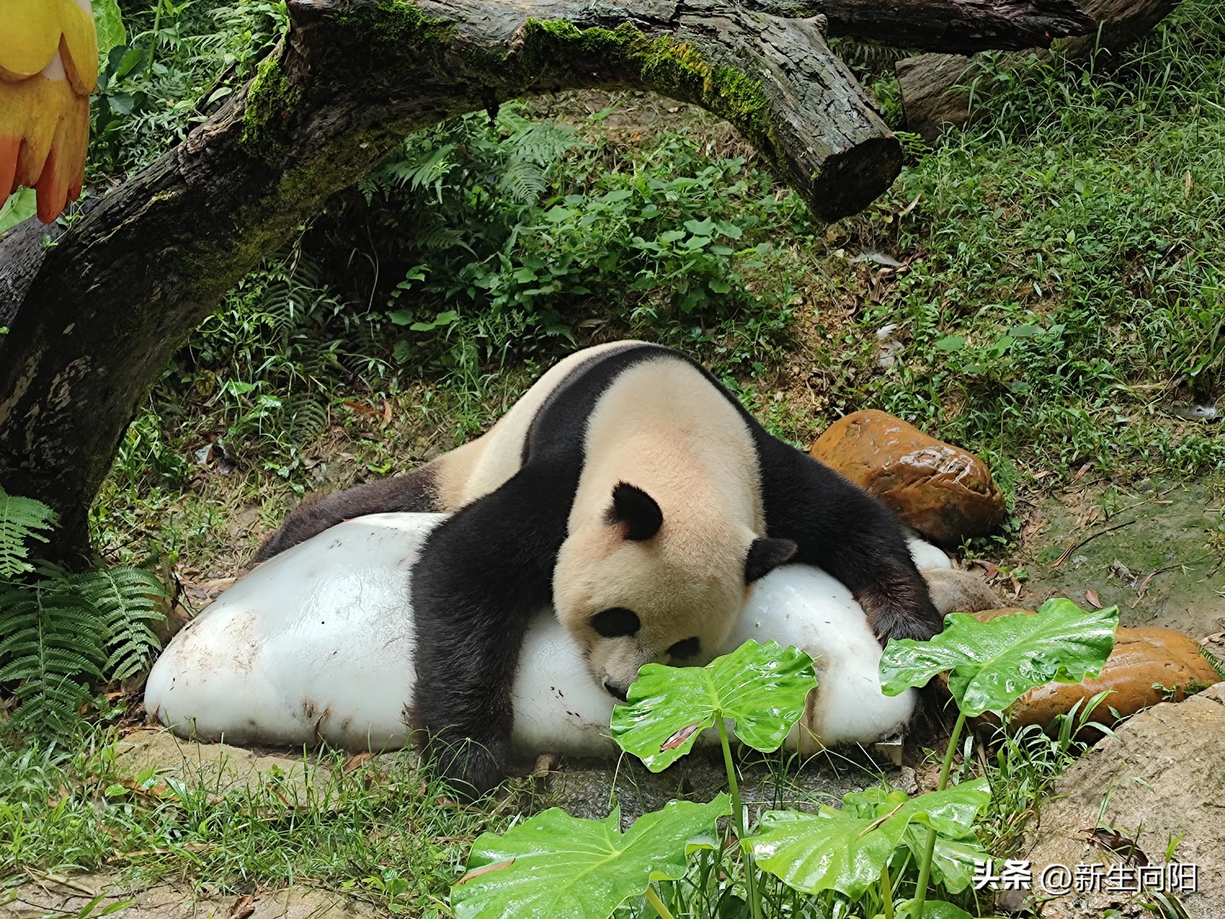 长隆野生动物园两大一小,长隆野生动物园一家三口