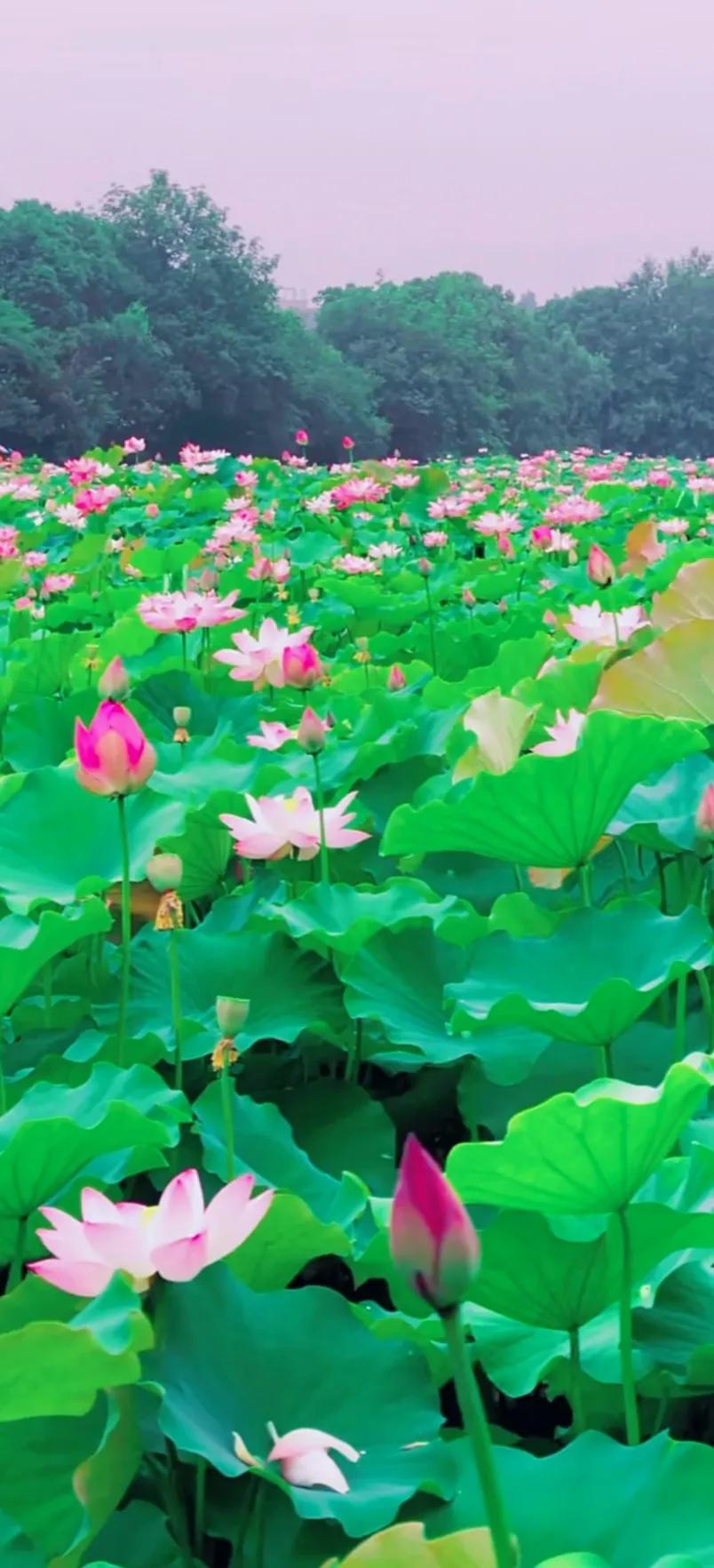 夏至荷花荷叶图片,夏至时节荷花正美图片