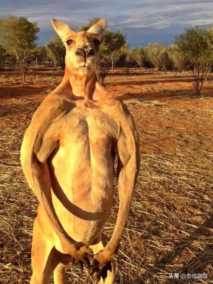 独行月球袋鼠踢沈腾露肚子片段,独行月球沈腾被袋鼠踢飞露肚子