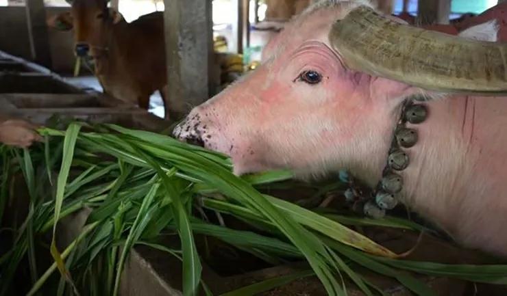 越南男子花1200万买一头粉色水牛,粉红色小水牛