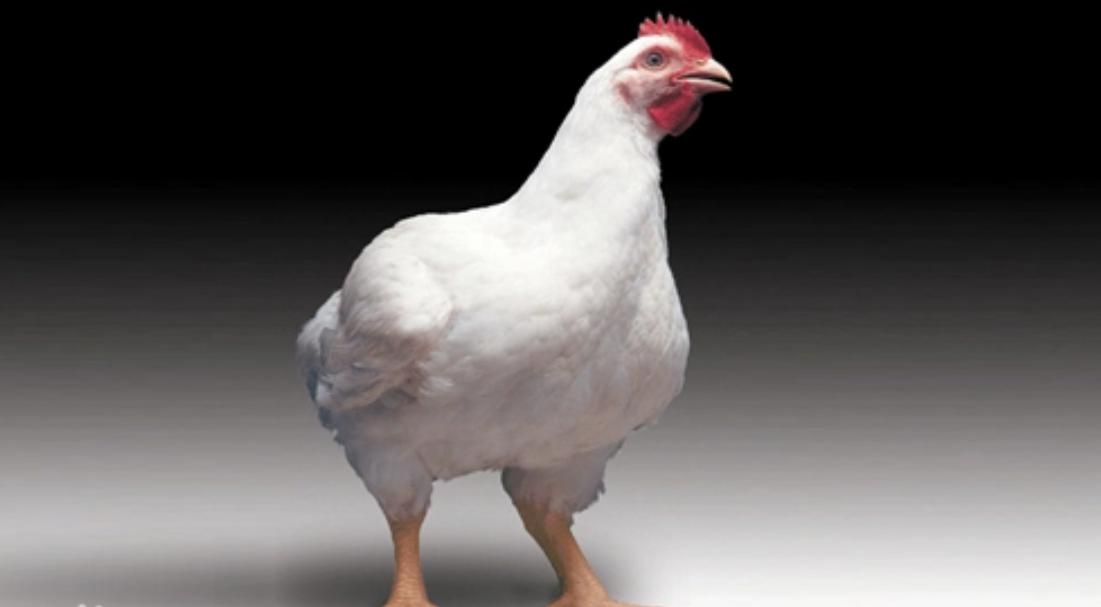 中国人比白人矮，连日本都不如？已经2022年了，别再被谣言*脑洗**