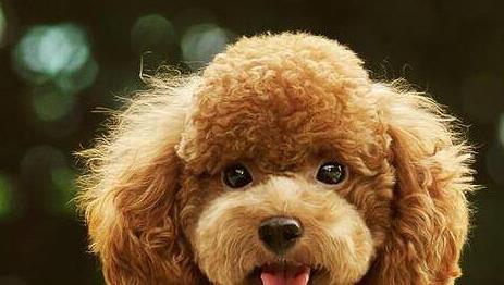 小泰迪生命很脆弱怎么办,小泰迪要注意哪些事项