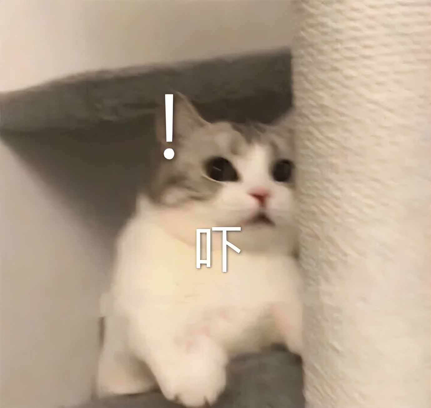 防止白条诈骗的方法有哪些,冒充京东白条案例分享怎么写