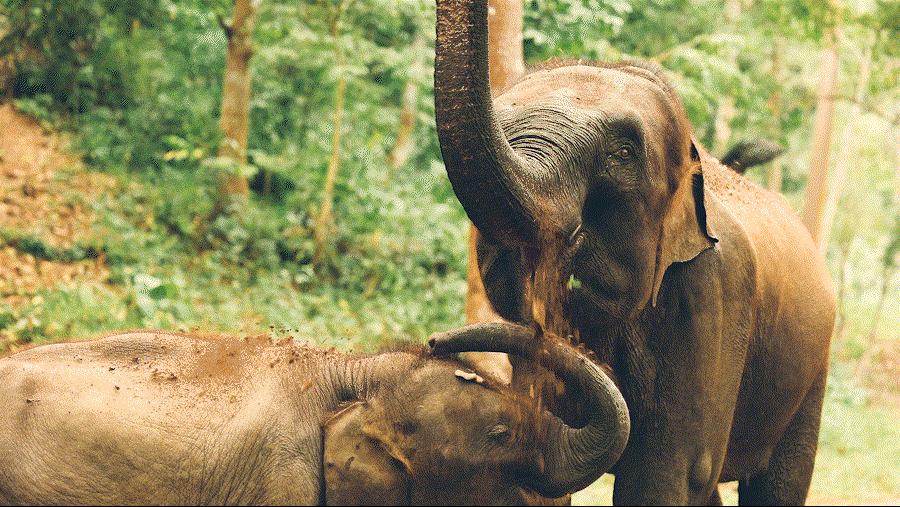 cop15大会高清图,cop15第二阶段会议有哪些人出席