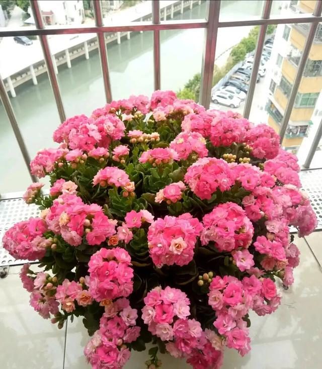 代表富贵吉祥的花草,有寓意的花草名