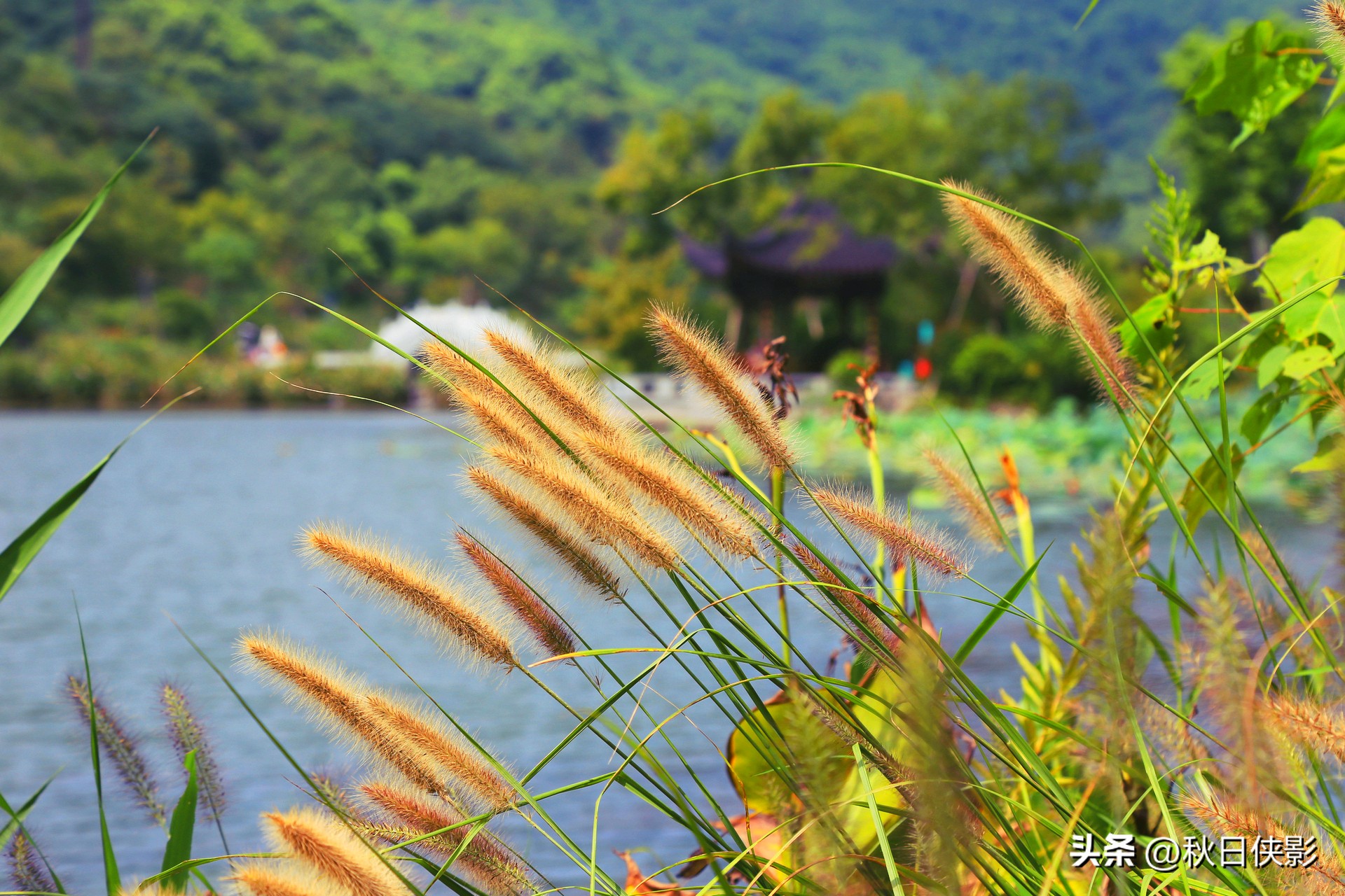 杭州市区天然氧吧旅游景点,杭州森林旅游推荐