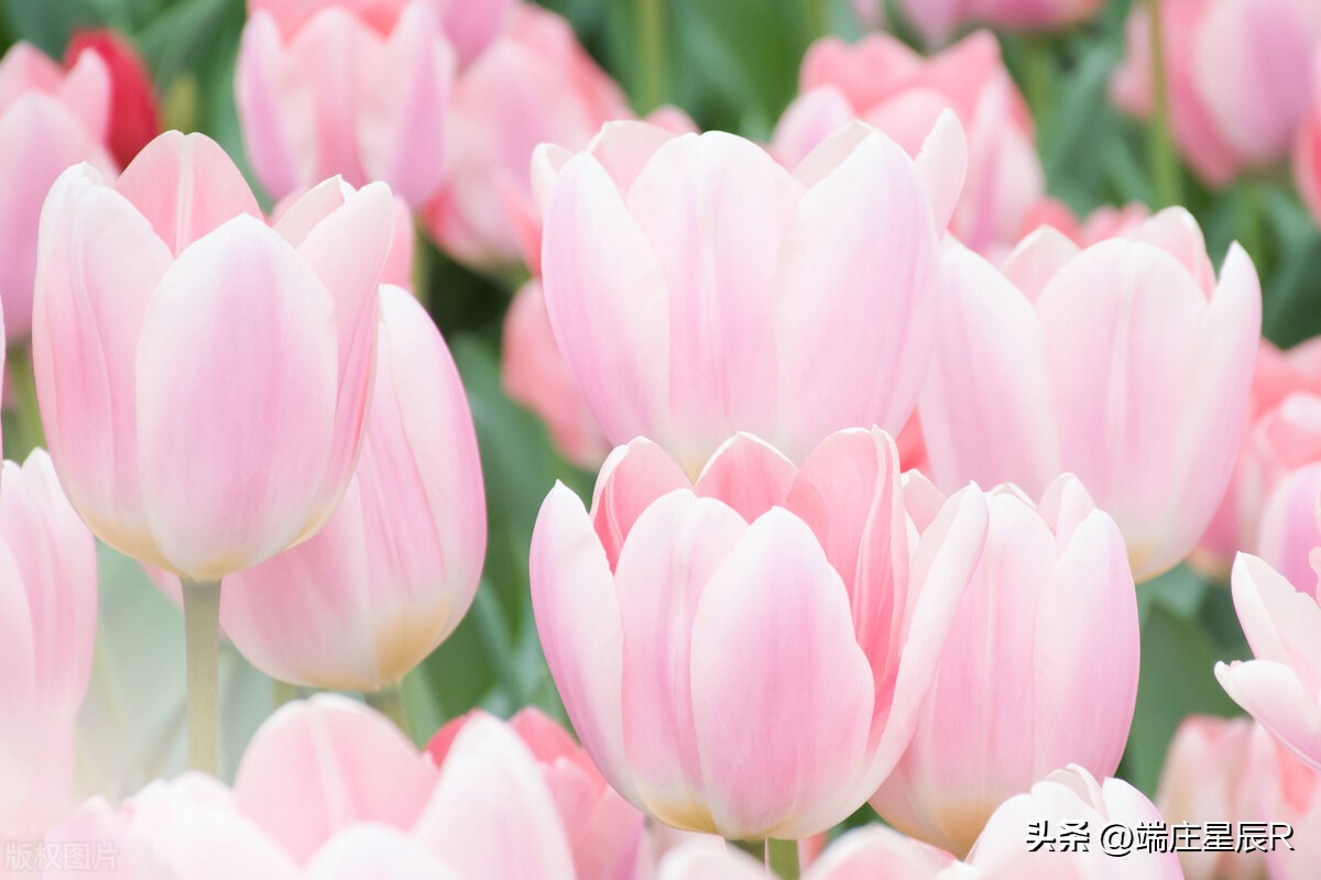 一定不要错过郁金香开花的季节,郁金香鲜花什么季节有