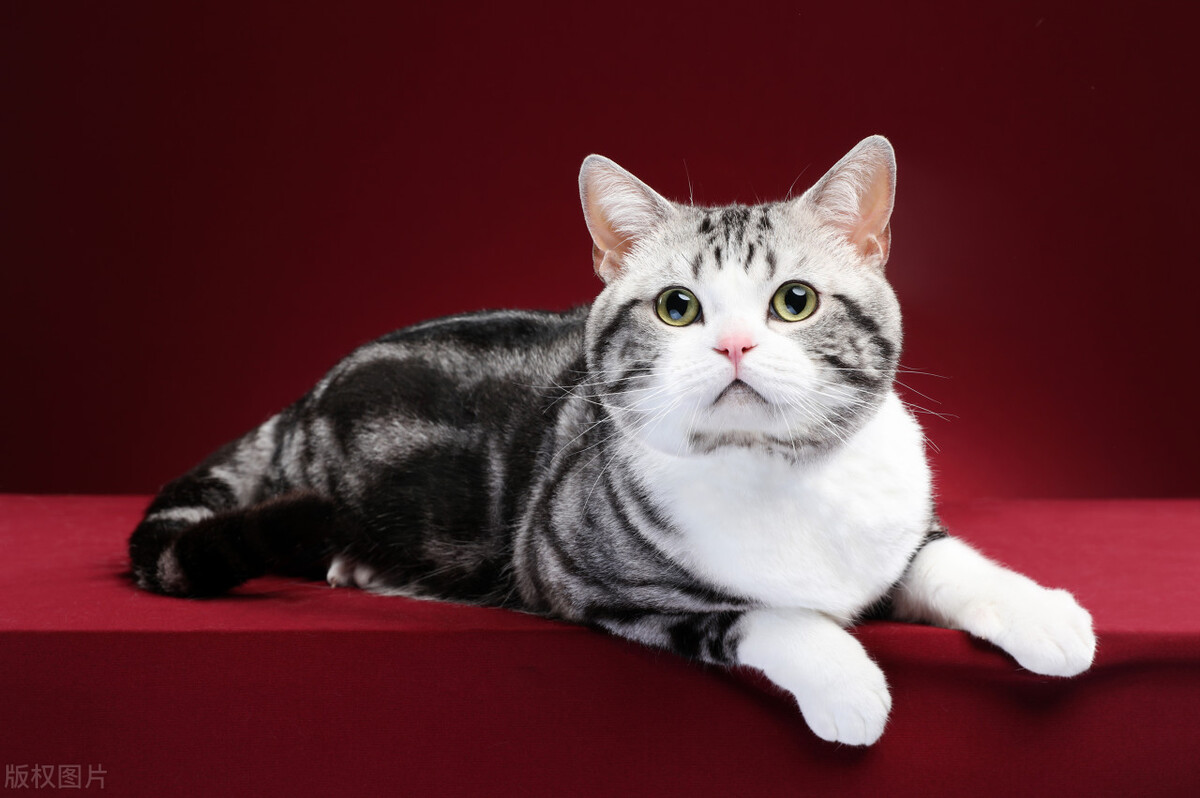 宠物猫养什么品种好,宠物猫什么品种好养又便宜