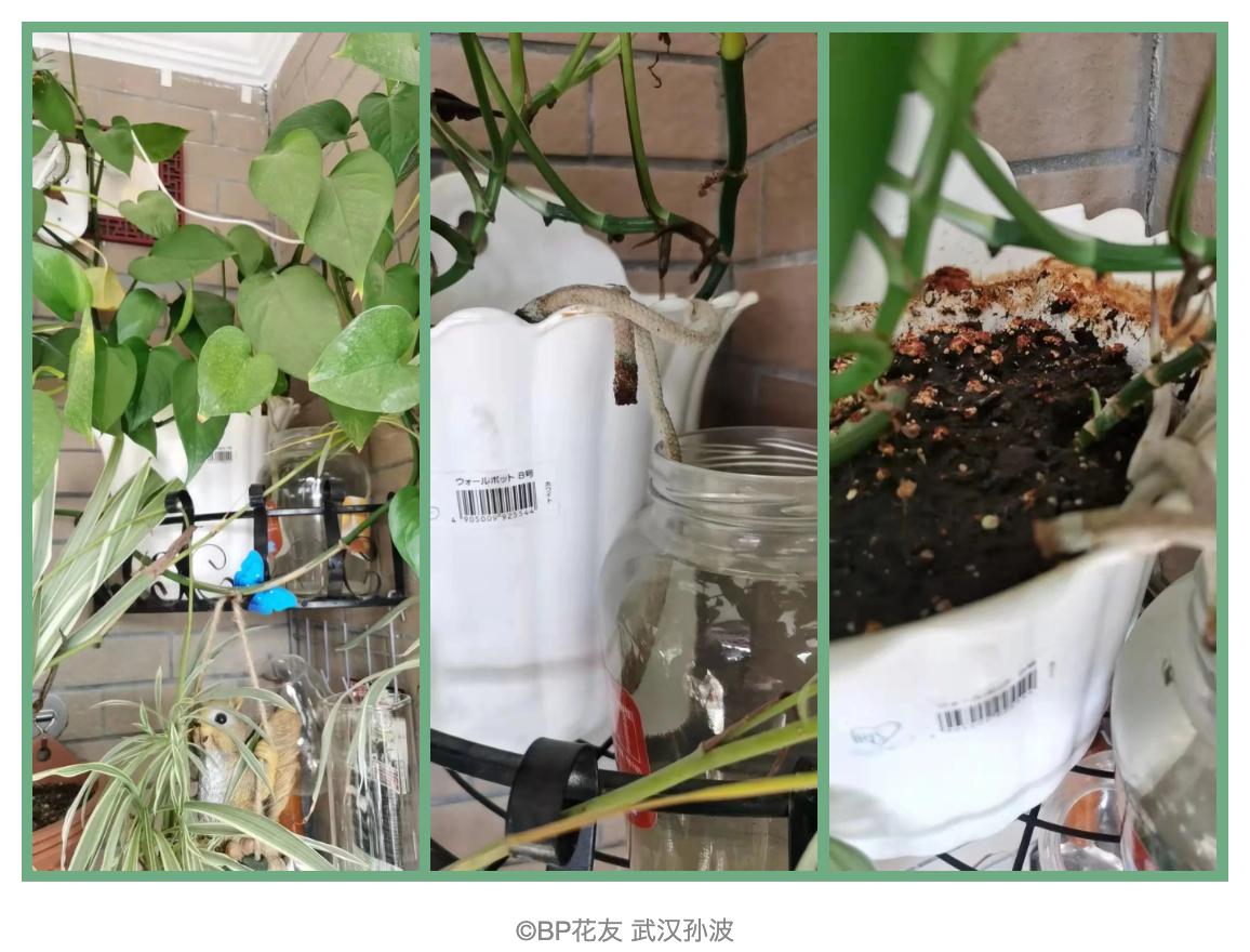 回家过年植物没人浇水怎么办,放假回家植物怎么办