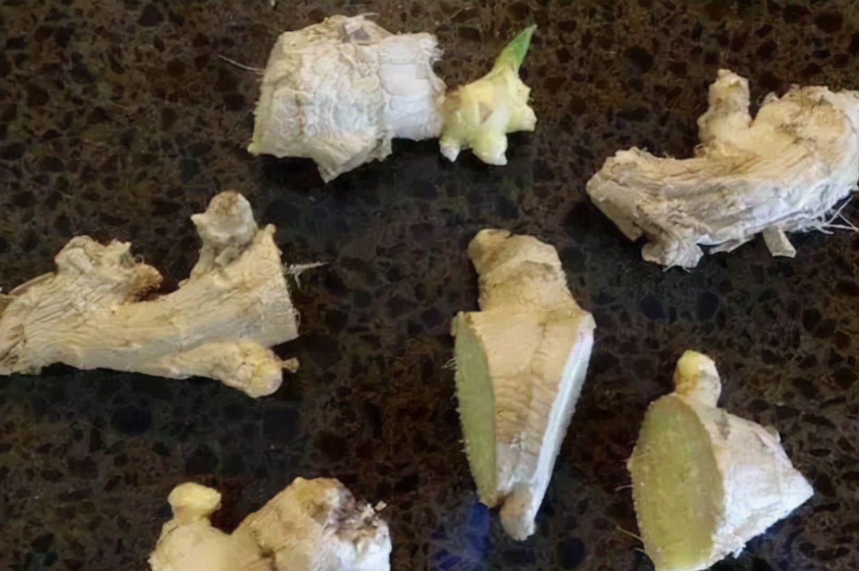 盆栽生姜什么时间种植怎样管理,生姜盆栽的种植方法时间