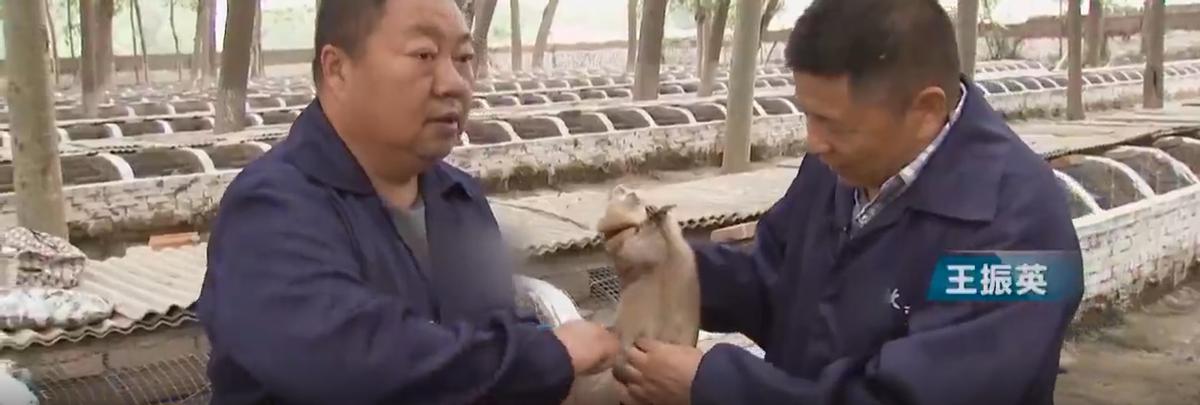 1992年,河北男子花30万买两只病鼠,几年后反而大赚8000万