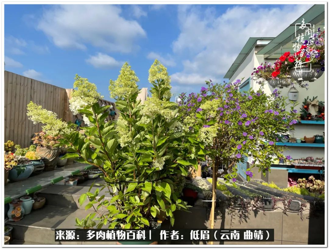 养了8年的多肉,养了七年多肉