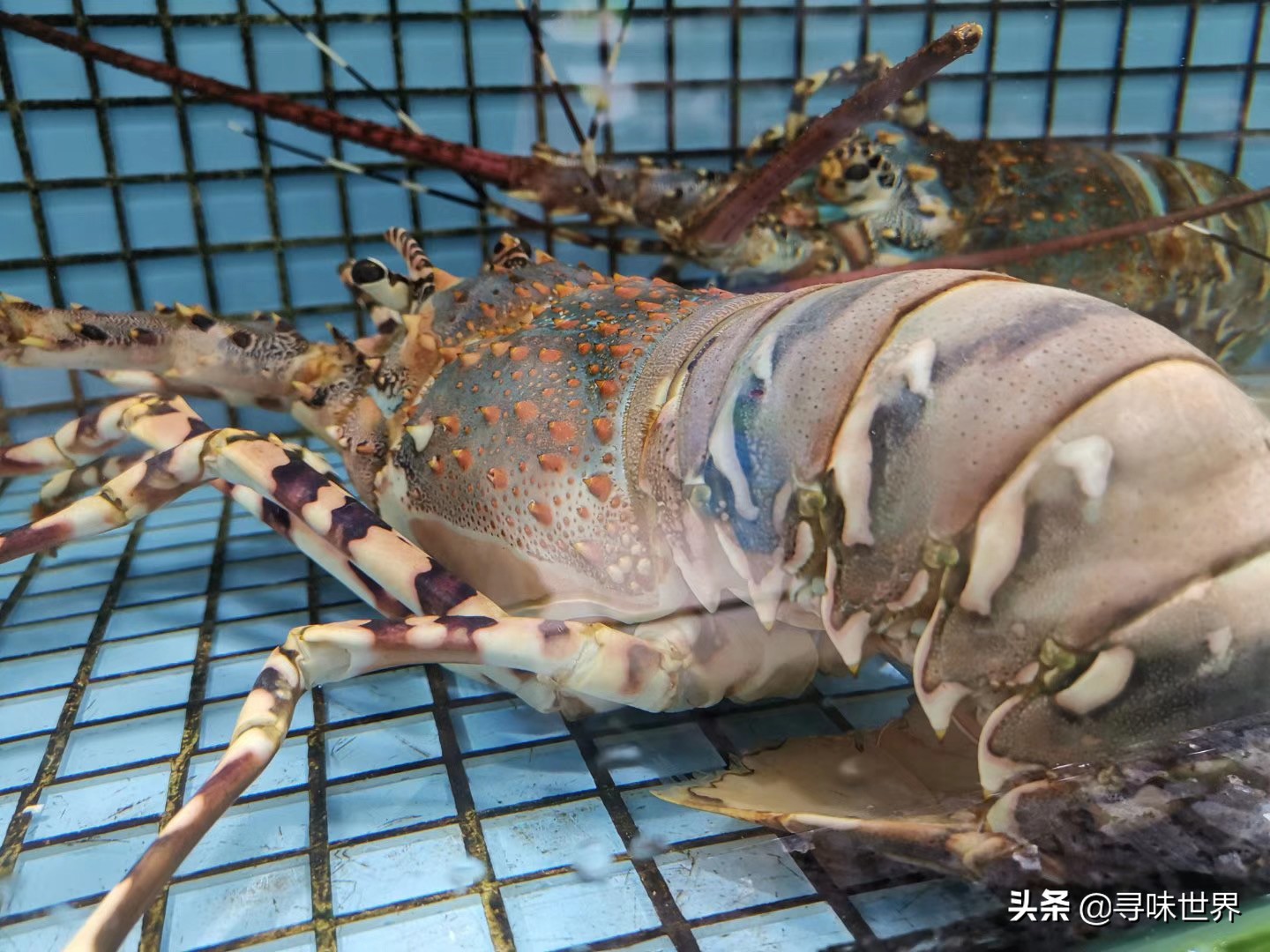 常见家常海鱼品种大全及图片,最好吃的海鱼品种大全及图片