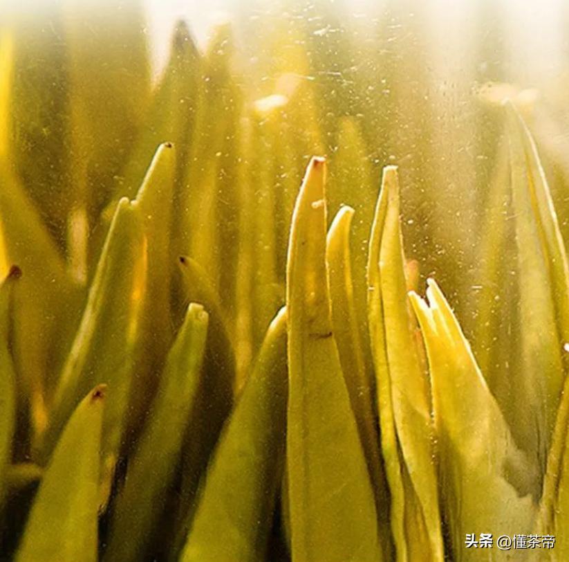 如果茶叶有高考，六大茶类中谁会高中“状元”？