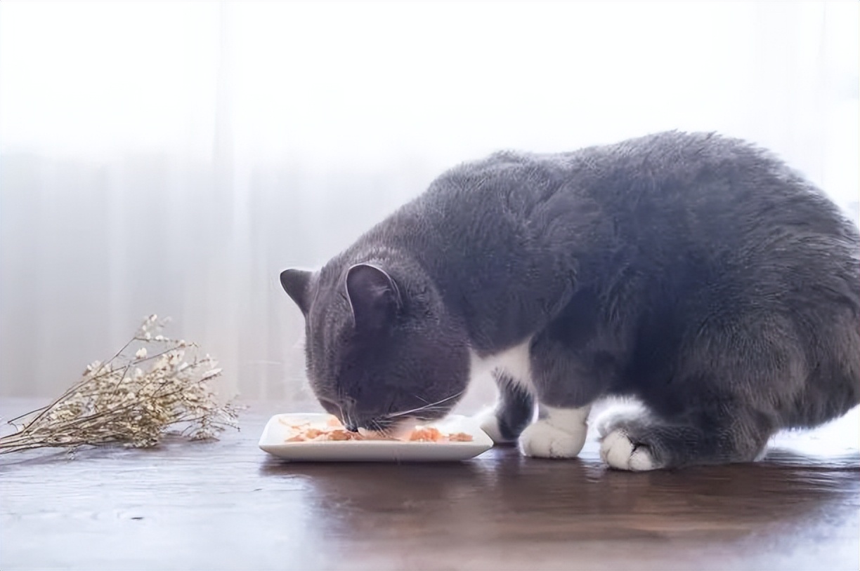 养猫指南入门,猫怎么养最全的新手养猫攻略