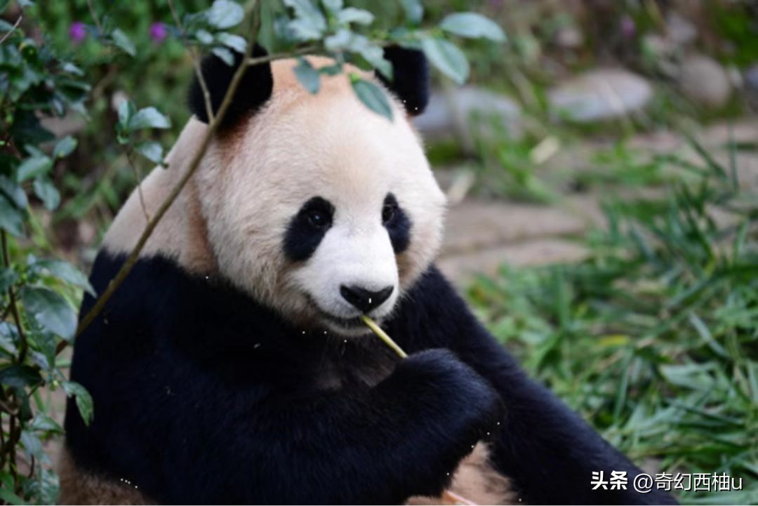 大熊猫四海京京卡塔尔的新家,大熊猫四海京京卡塔尔与游客见面