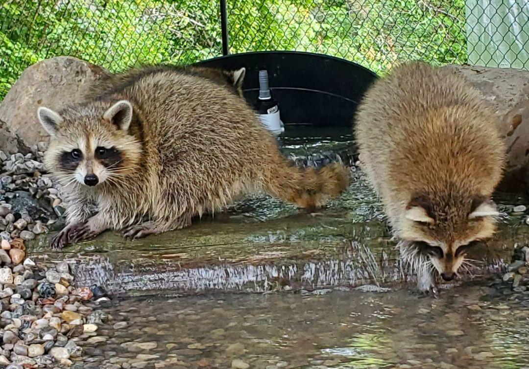 鍔犳嬁澶у皬娴g唺骞煎唇,鍔犳嬁澶у杺鍏诲皬娴g唺