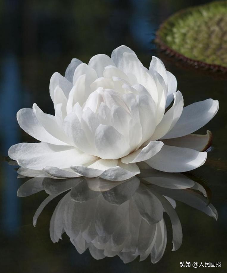 西双版纳中科院热带植物园王莲,在国家植物园畅游自然和古韵