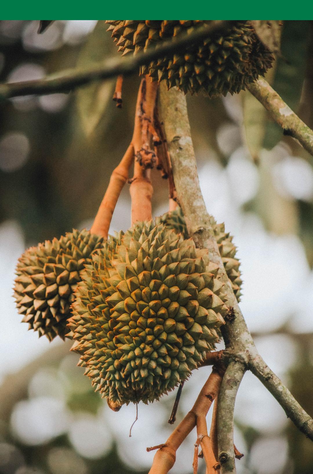 中国进口榴莲种植,中国市场所有榴莲都是进口的吗
