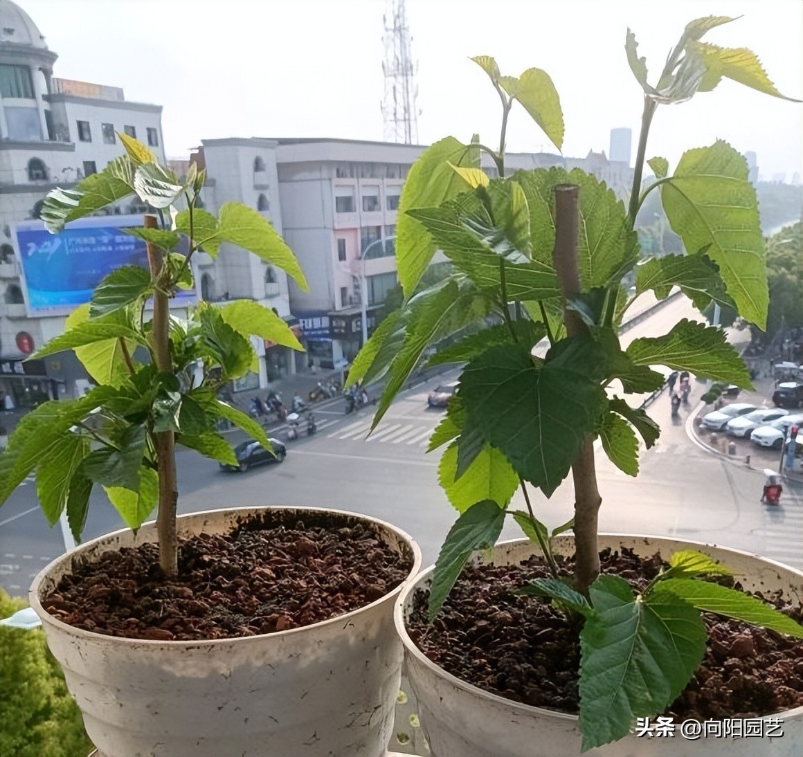 网上为什么很多果树苗都是假的,网上买果树苗哪里的假苗最多