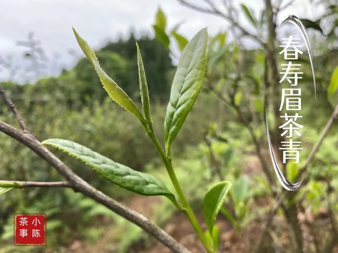 茶掌柜和入门级茶友,茶掌柜知识分享