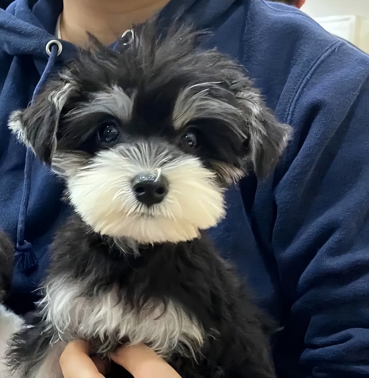 新手养小狗入门必备攻略,新手养青年狗怎么养长得好干货