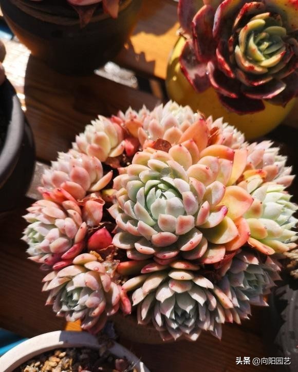 春天买多肉怎么养,春天新买的多肉怎么养才能养好